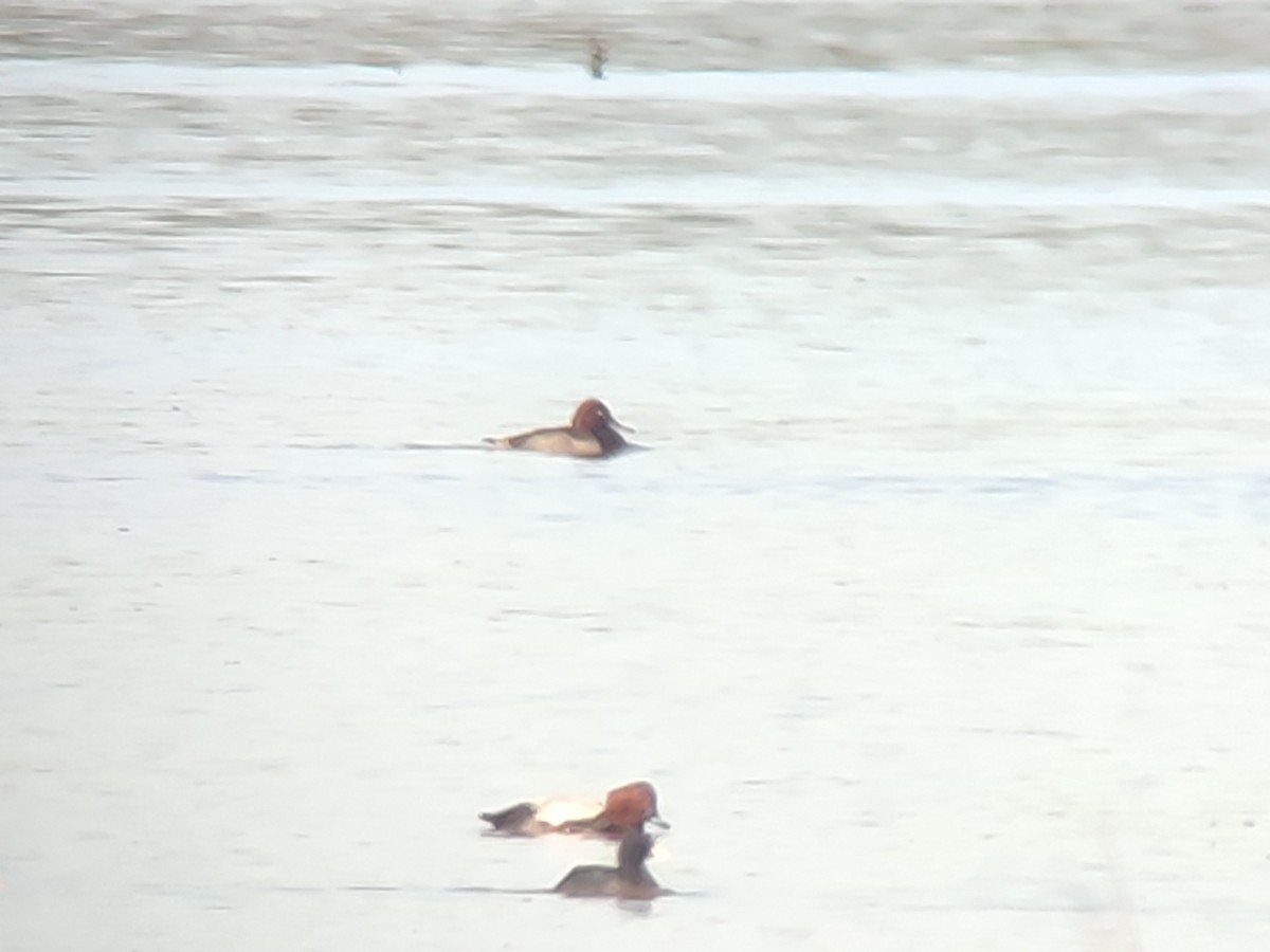 Common Pochard x Ferruginous Duck (hybrid) - ML645732167