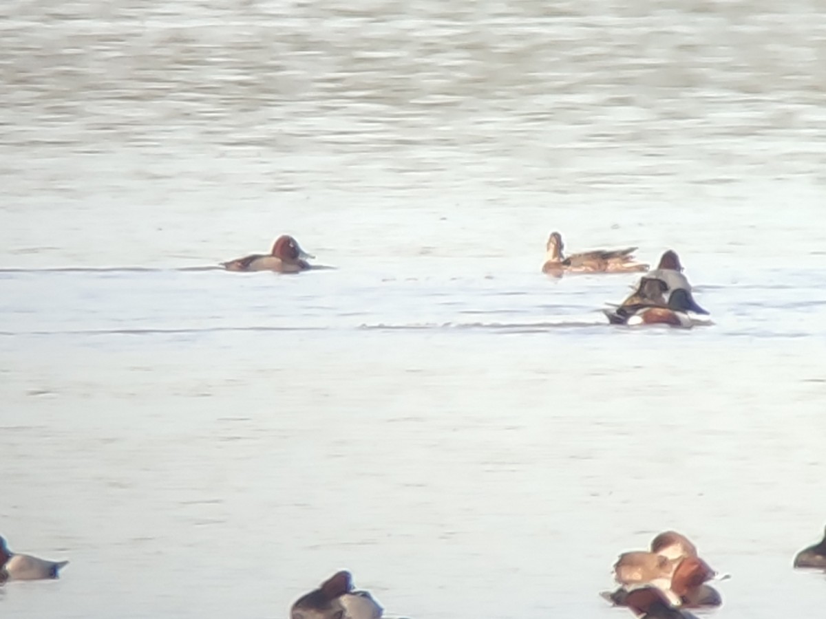 Common Pochard x Ferruginous Duck (hybrid) - ML645732168