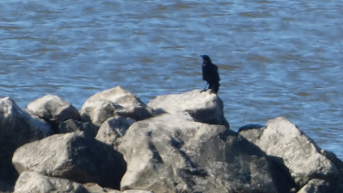 Ворона американська - ML645732173