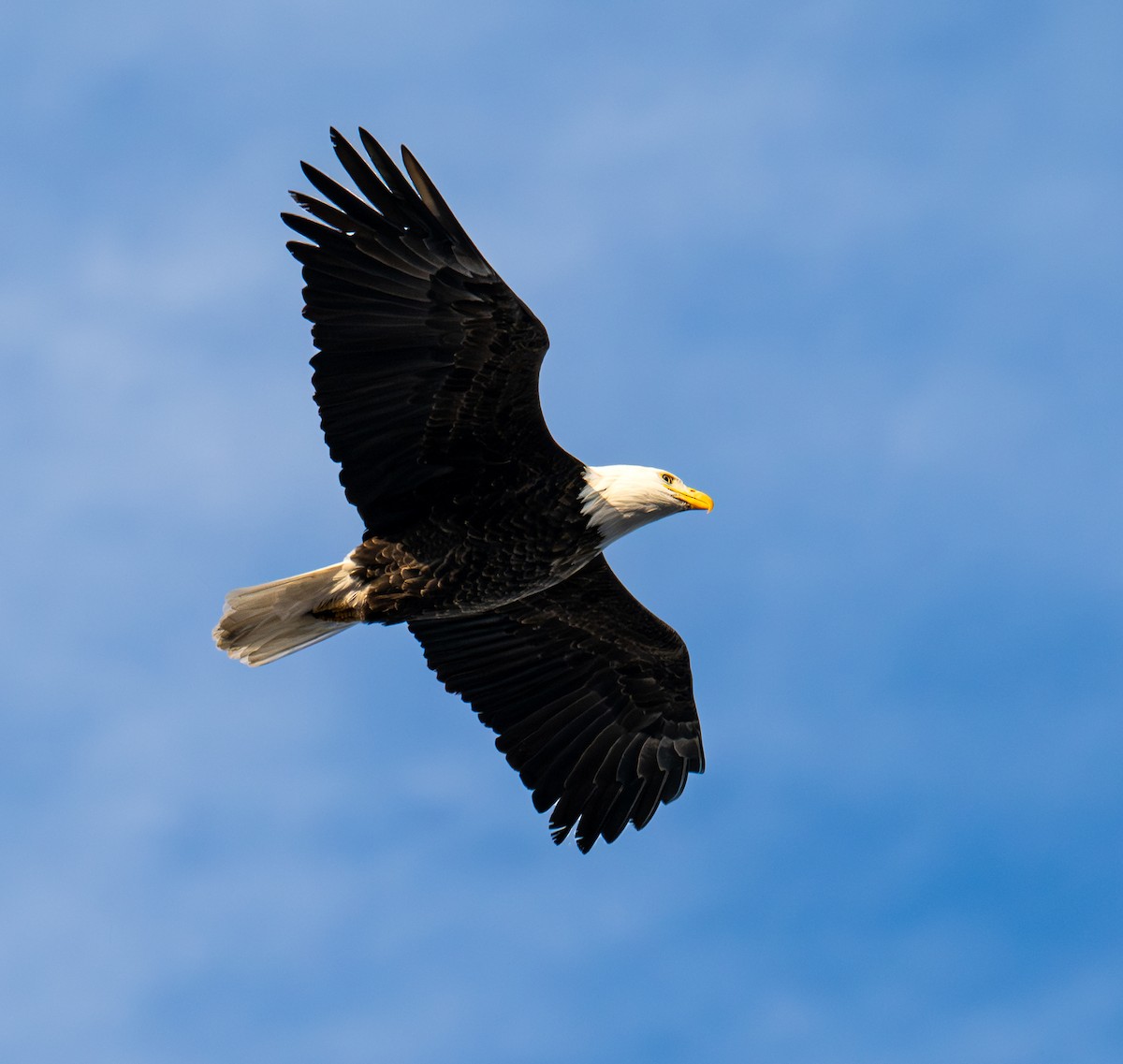 Bald Eagle - ML645732180