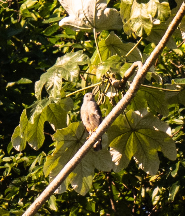 Ridgway's Hawk - ML645732182