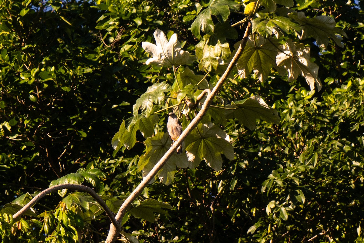 Ridgway's Hawk - ML645732183