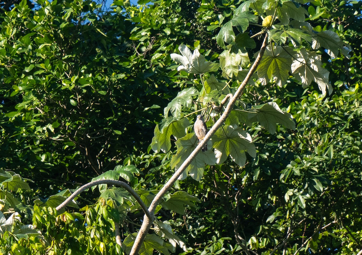 Ridgway's Hawk - ML645732184