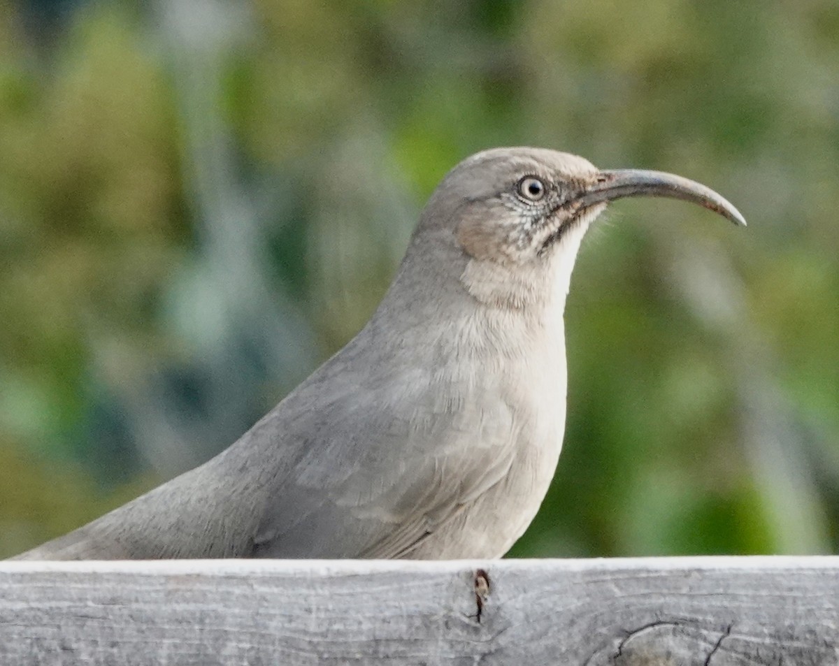 Crissal Thrasher - ML645732185