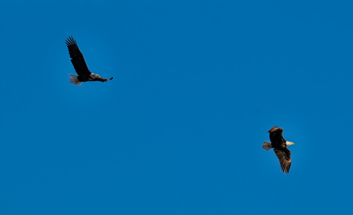 Bald Eagle - ML645732189