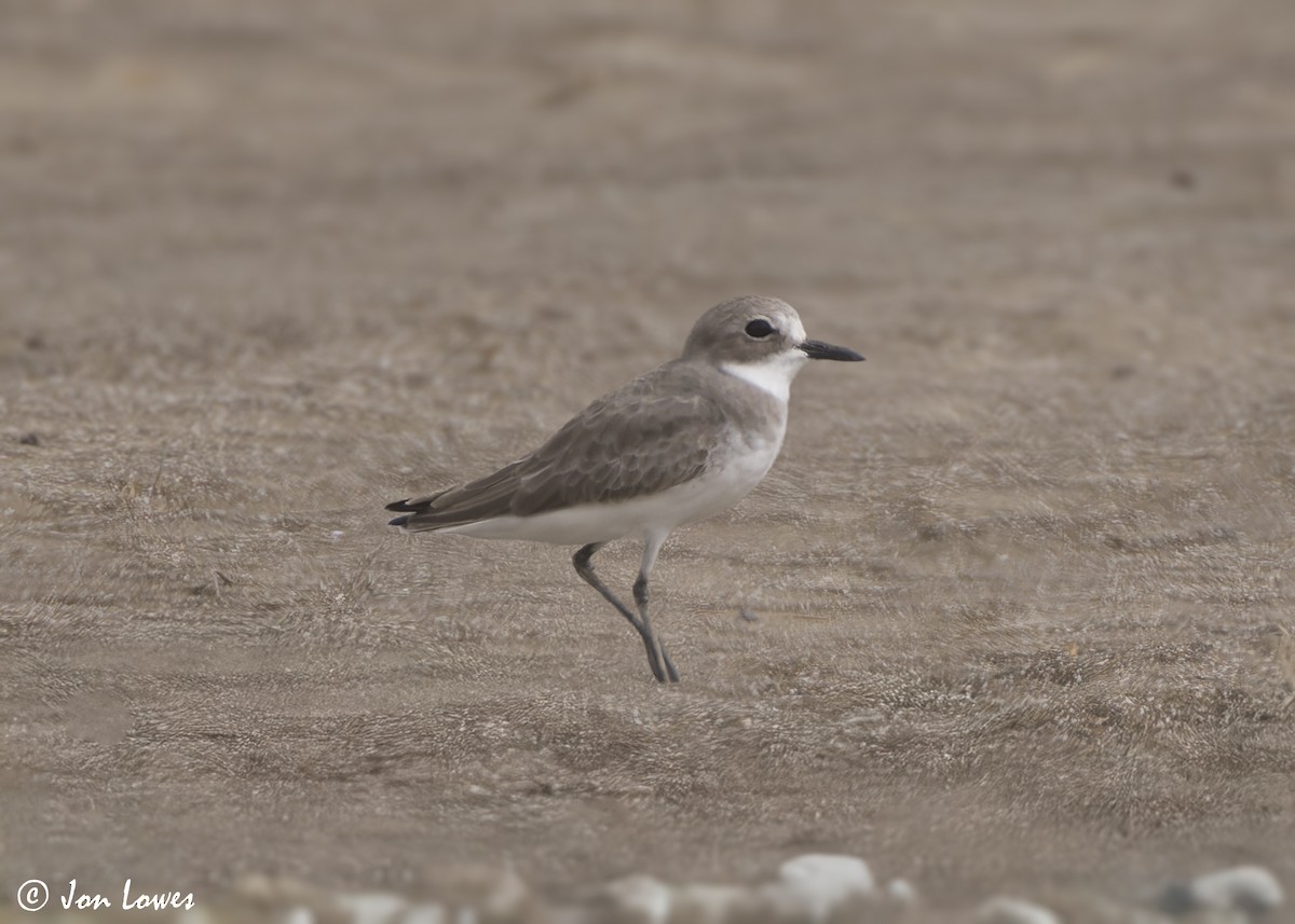 Tibet Cılıbıtı - ML645732191