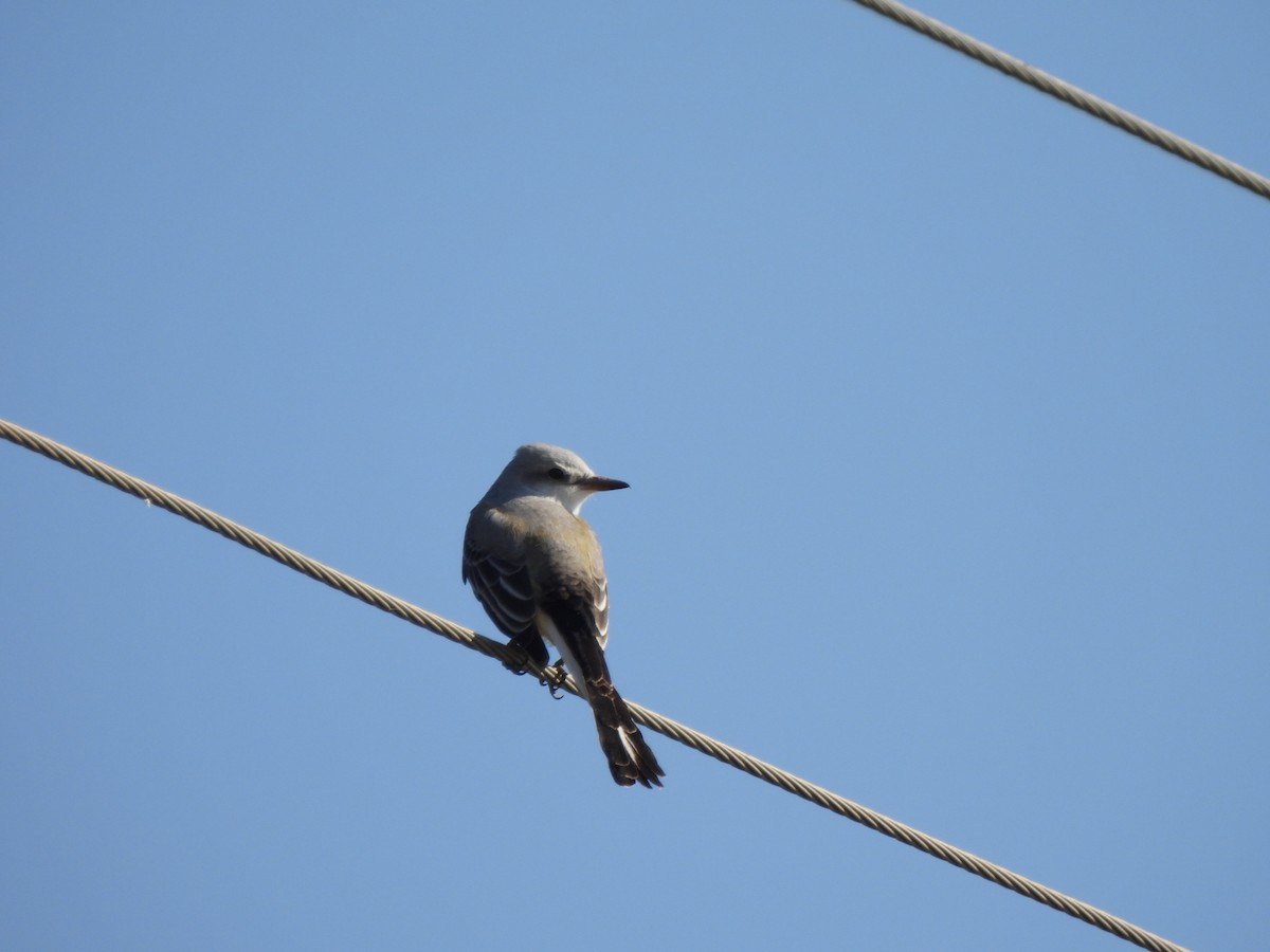 Scissor-tailed Flycatcher - ML645732193