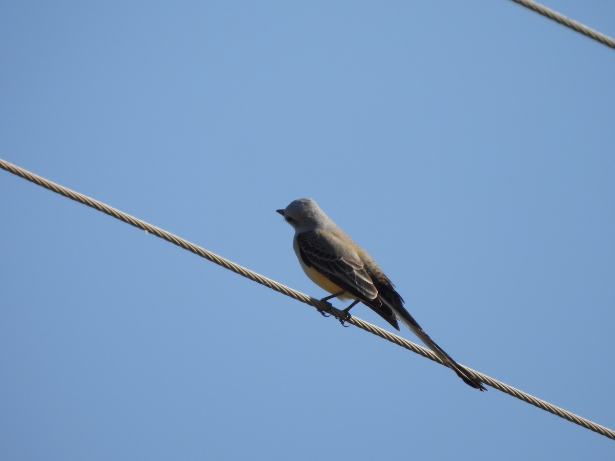 Scissor-tailed Flycatcher - ML645732194