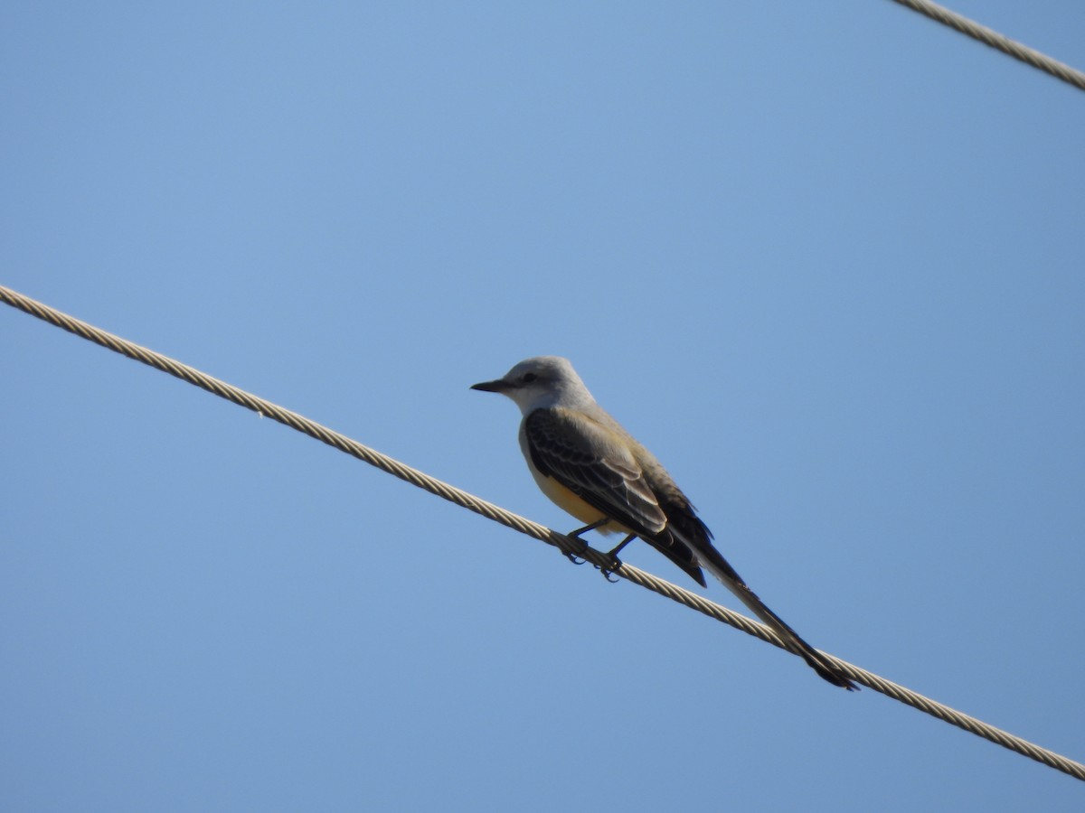 Scissor-tailed Flycatcher - ML645732195