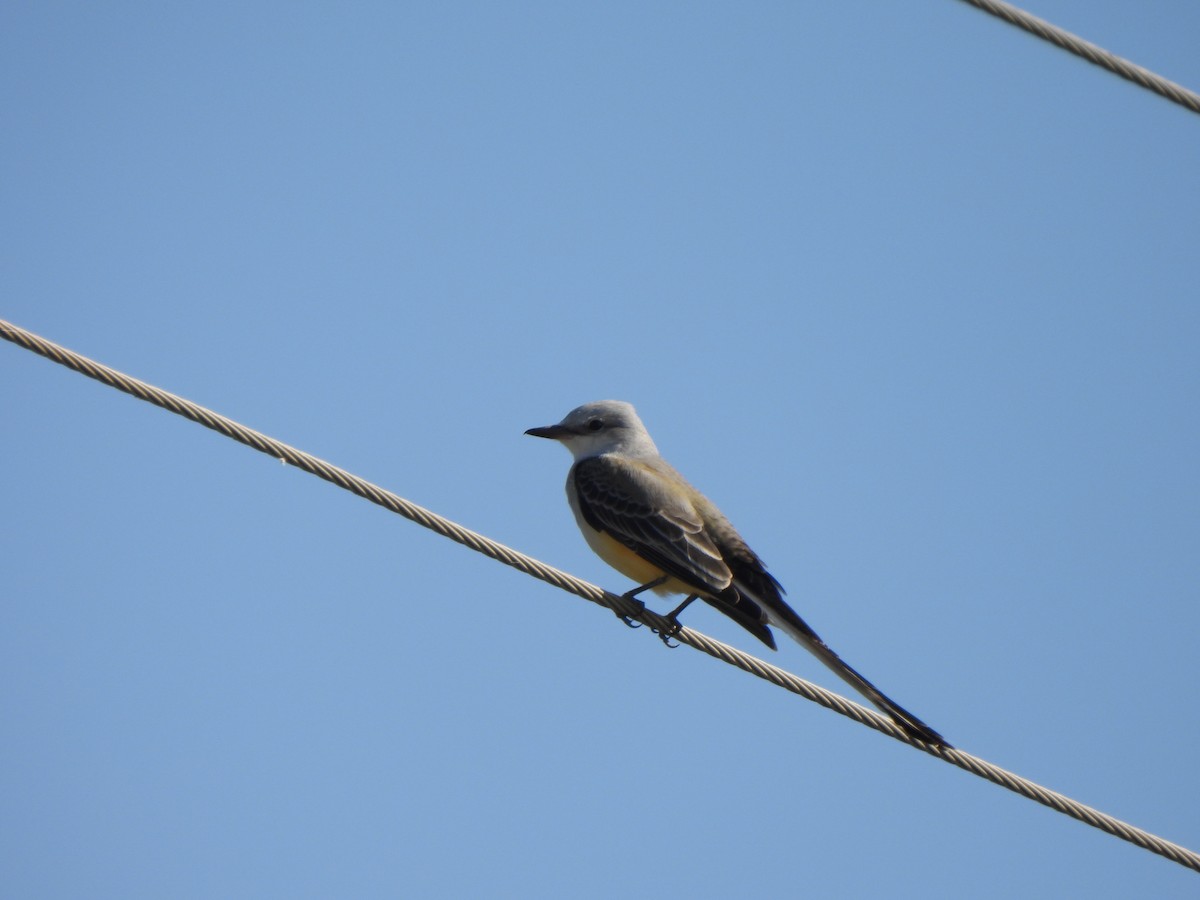 Scissor-tailed Flycatcher - ML645732196