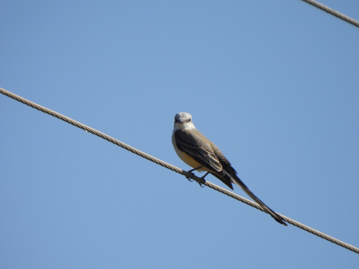 Scissor-tailed Flycatcher - ML645732197