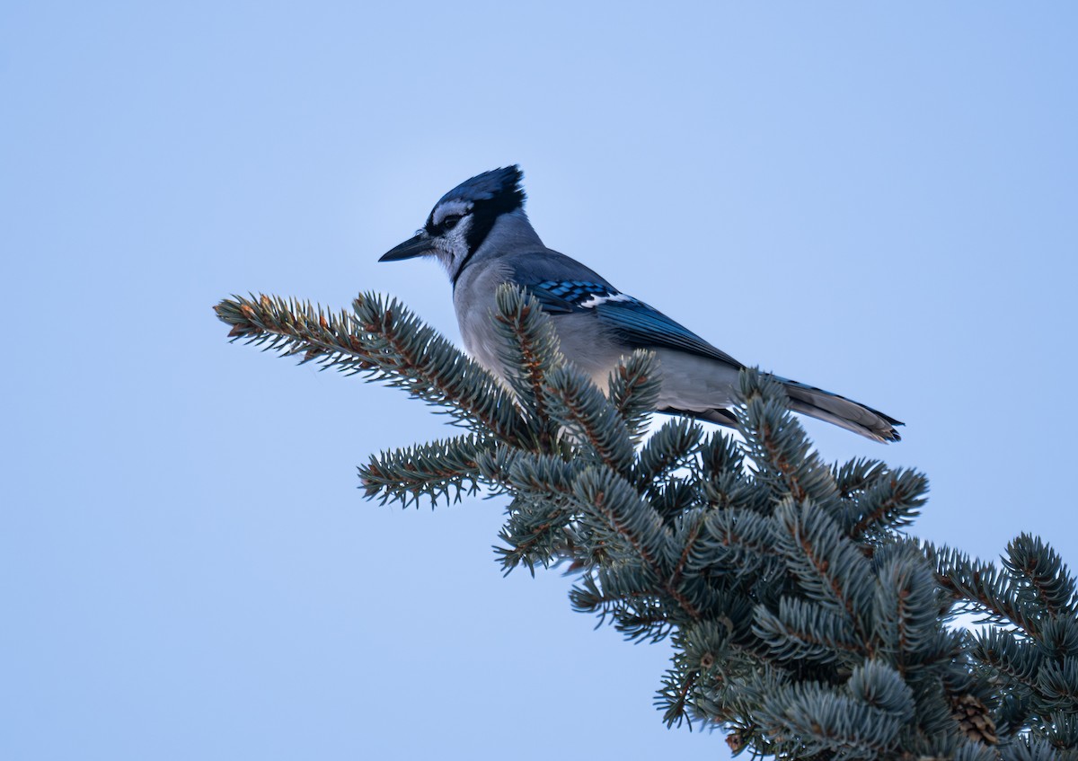 Blue Jay - ML645732199