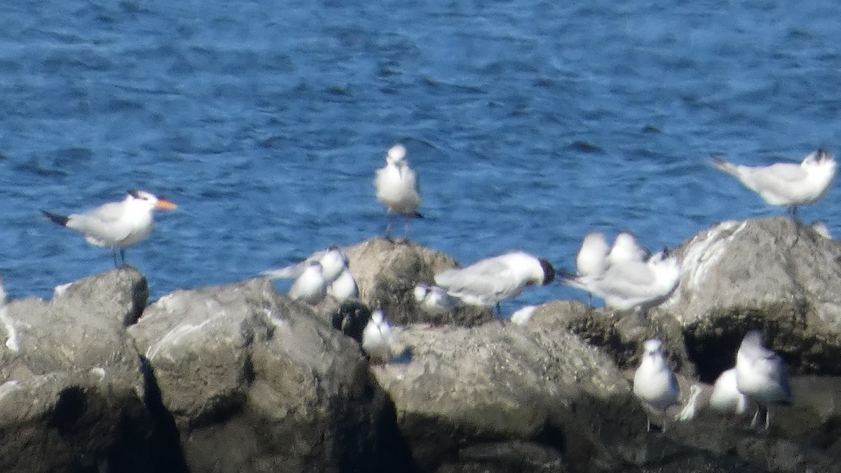 Крячок королівський - ML645732204