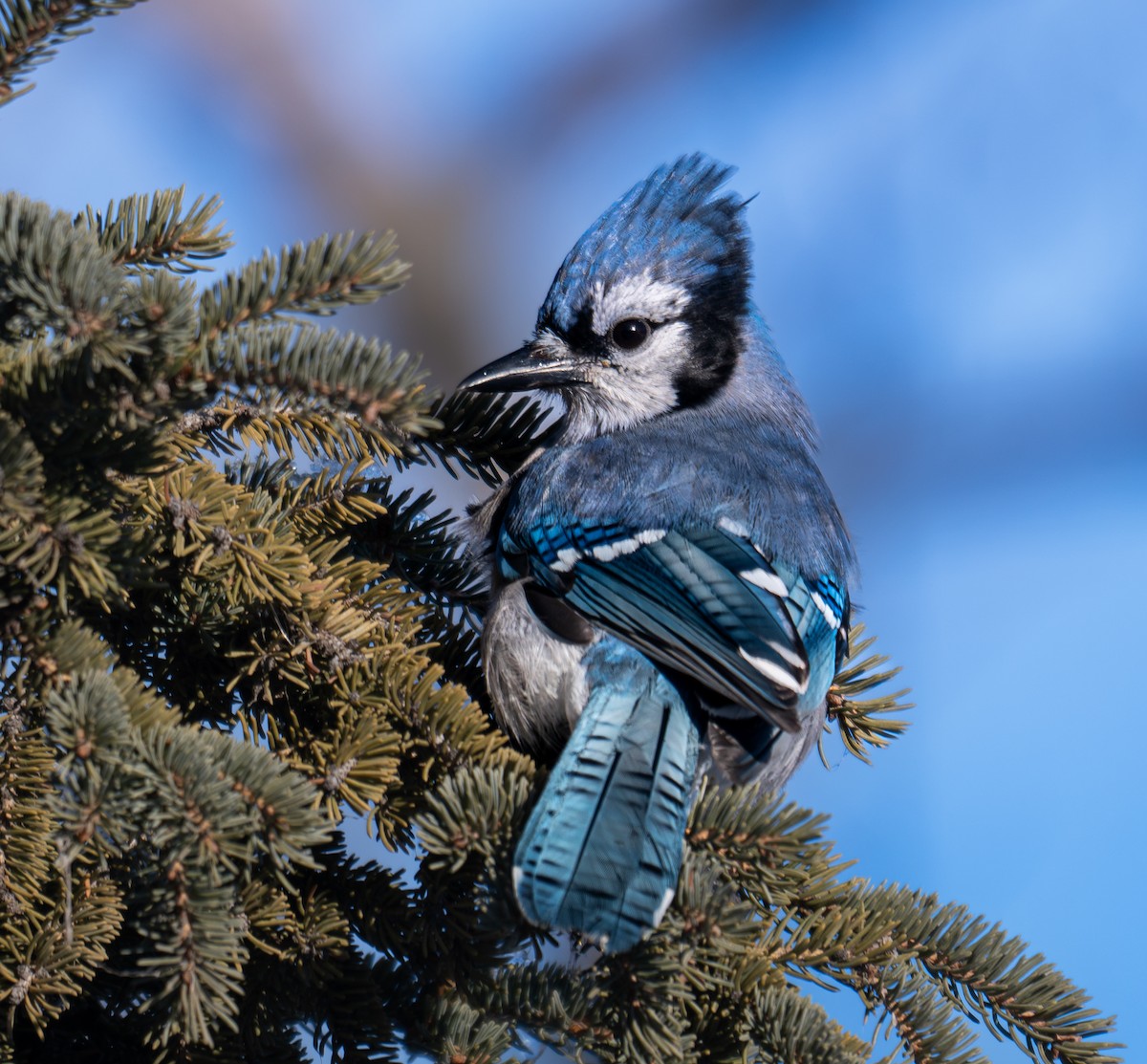 Blue Jay - ML645732205