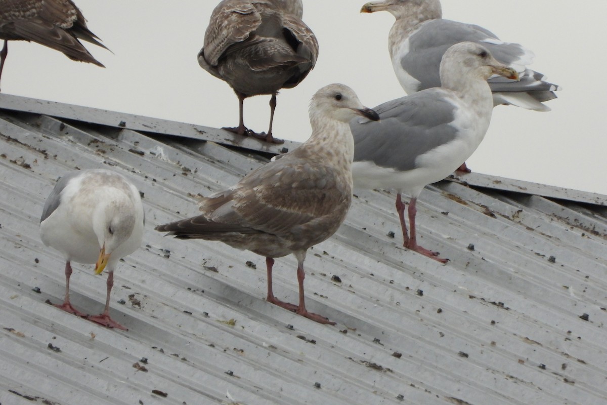 Larus sp. - ML645732206
