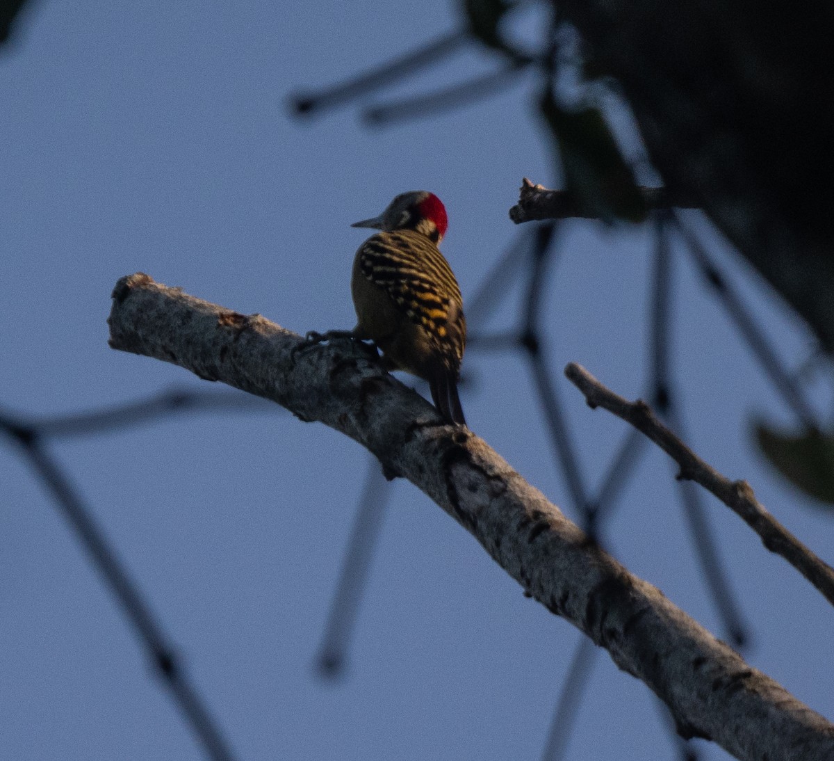 Hispaniolan Woodpecker - ML645732222