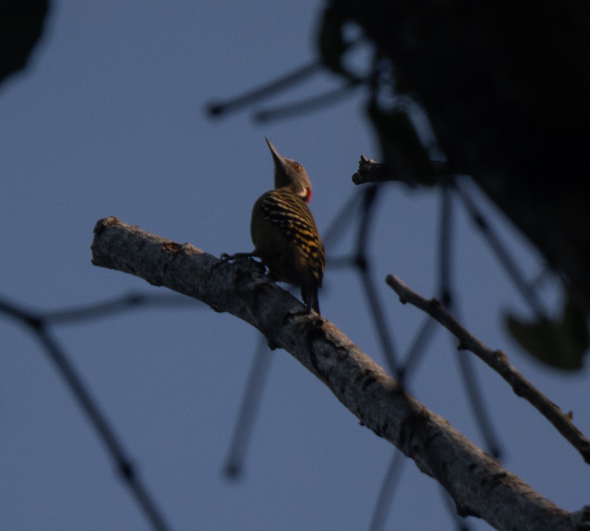 Hispaniolan Woodpecker - ML645732223
