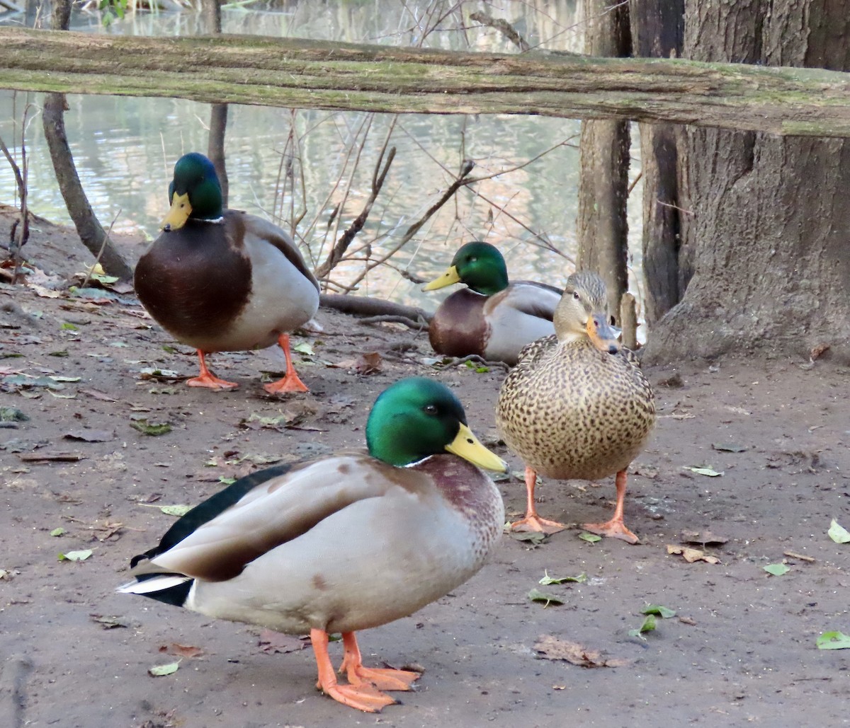 綠頭鴨 - ML645732225