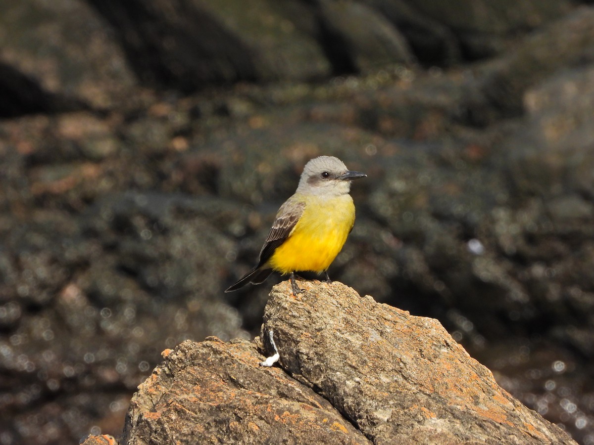 Tropical Kingbird - ML645732226
