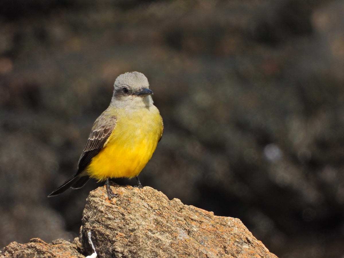 Tropical Kingbird - ML645732227