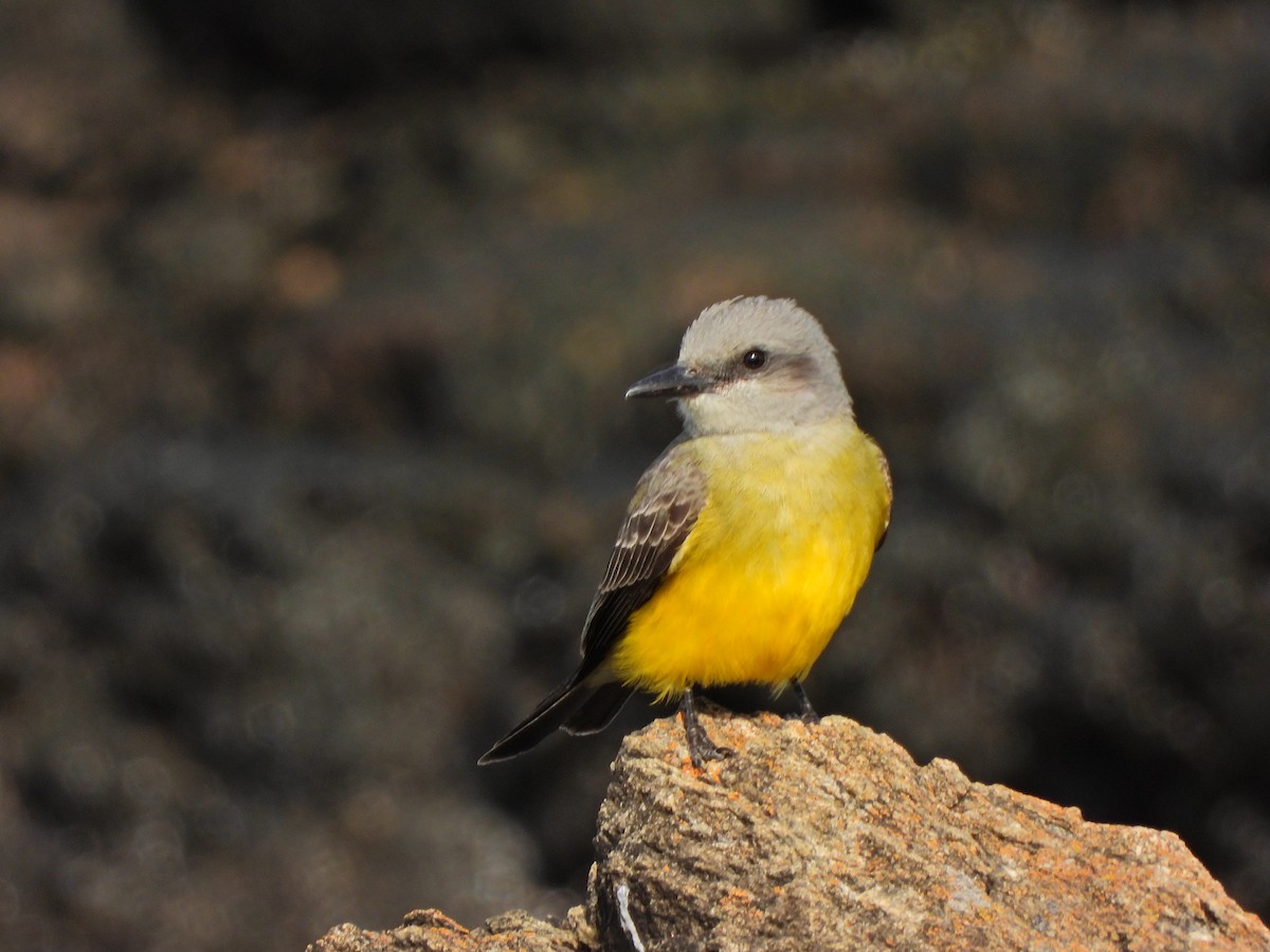 Tropical Kingbird - ML645732228