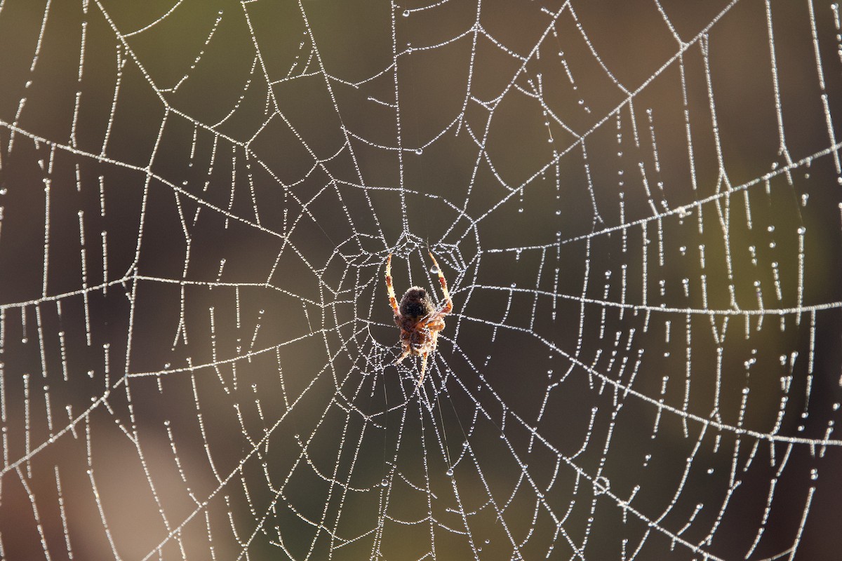 新園蛛屬 - ML645732230