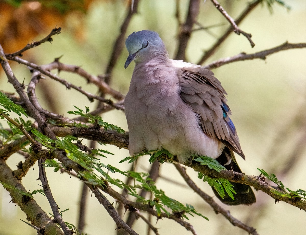 Emerald-spotted Wood-Dove - ML645732239
