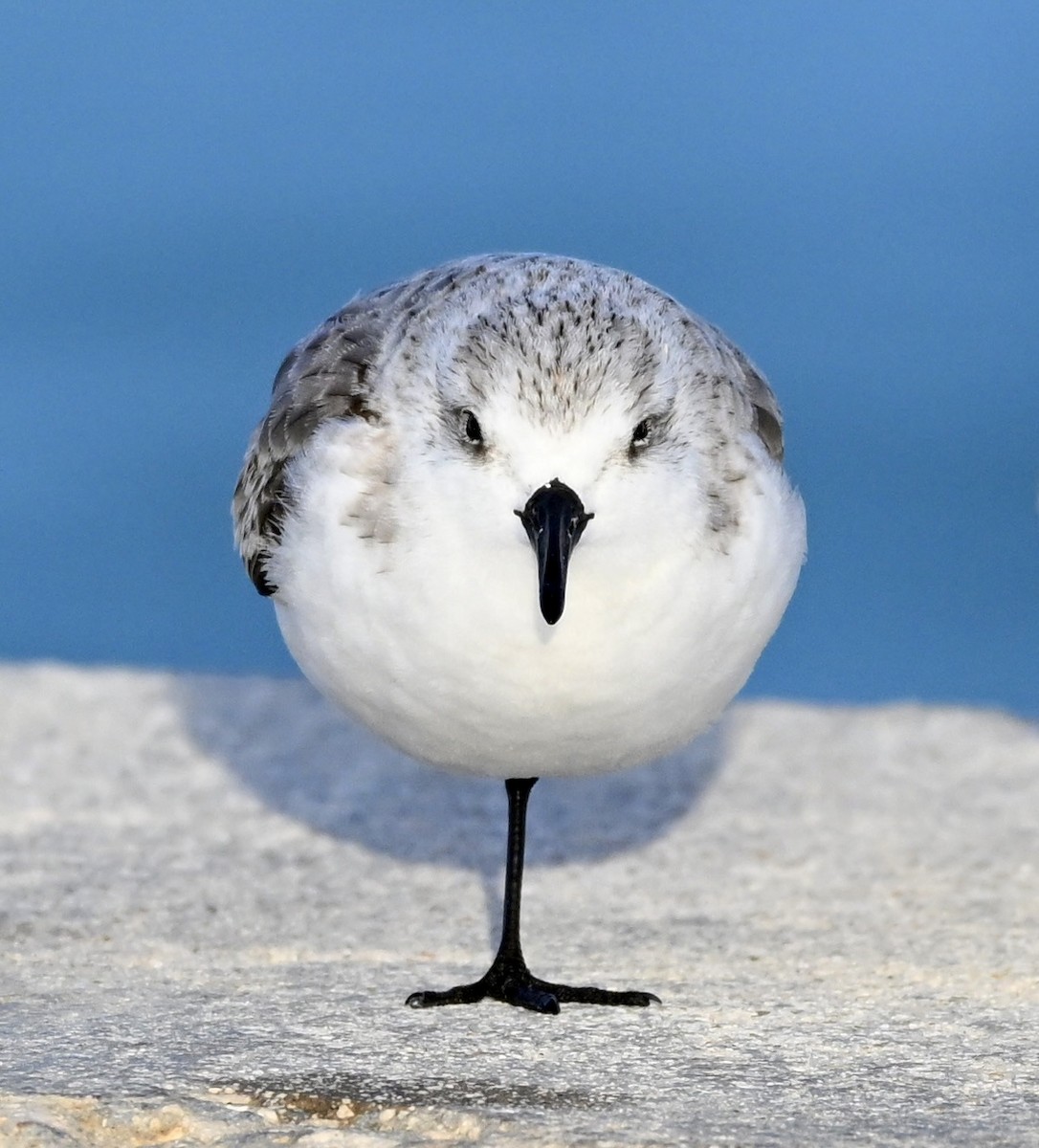 Песчанка - ML645732250