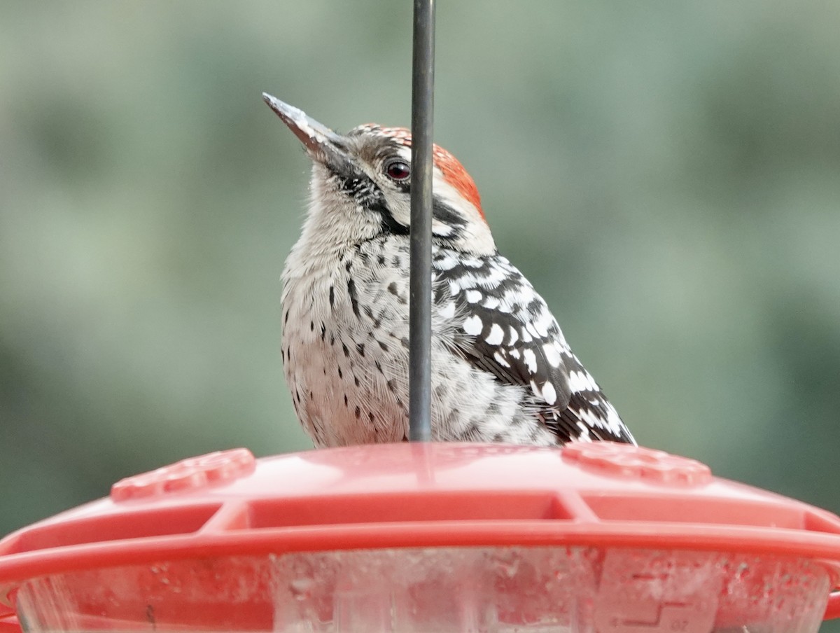 Ladder-backed Woodpecker - ML645732255