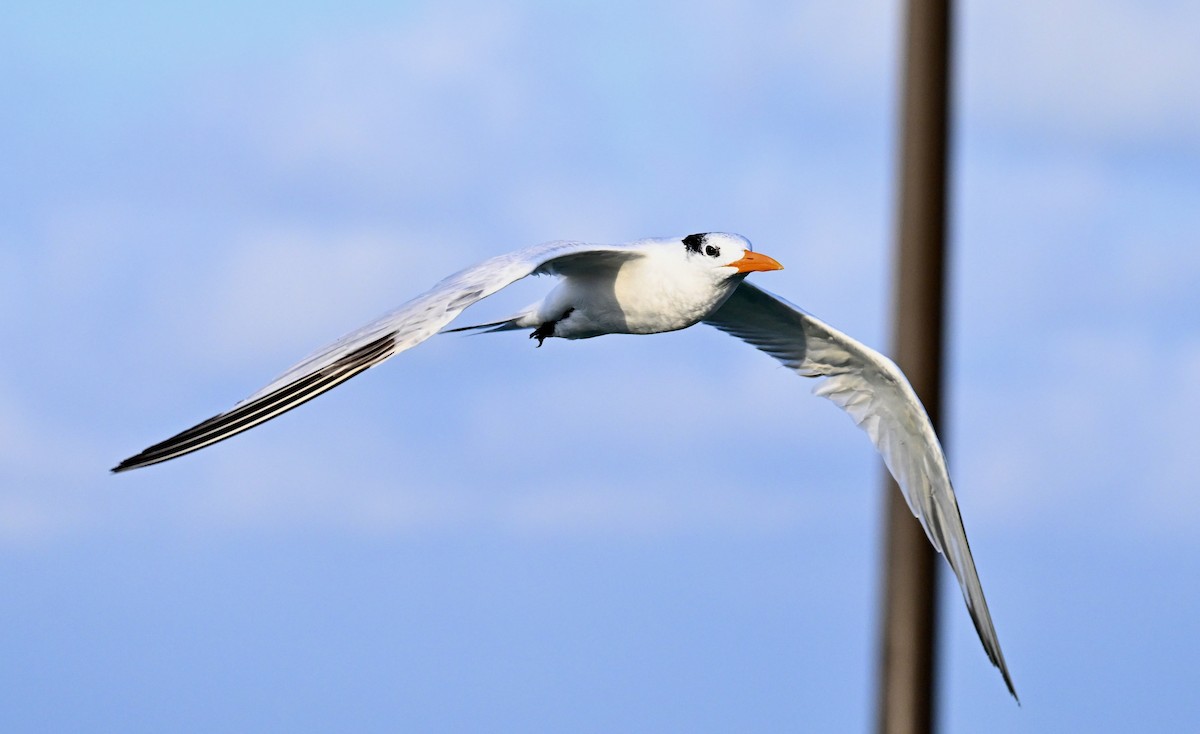 Royal Tern - ML645732256