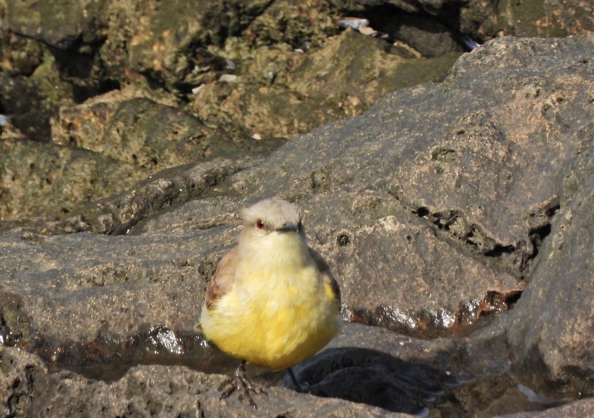 Cattle Tyrant - ML645732257