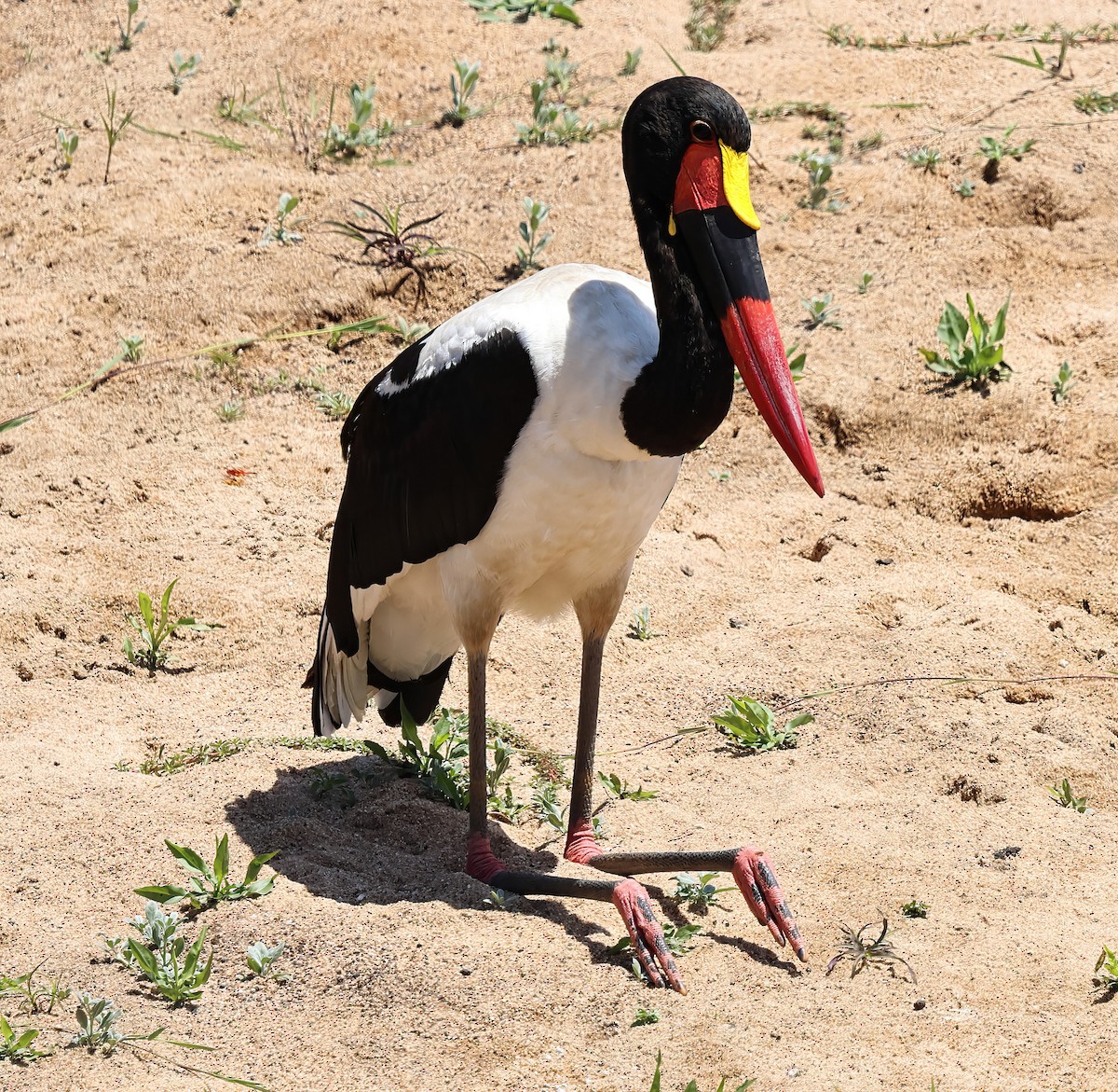 Saddle-billed Stork - ML645732258
