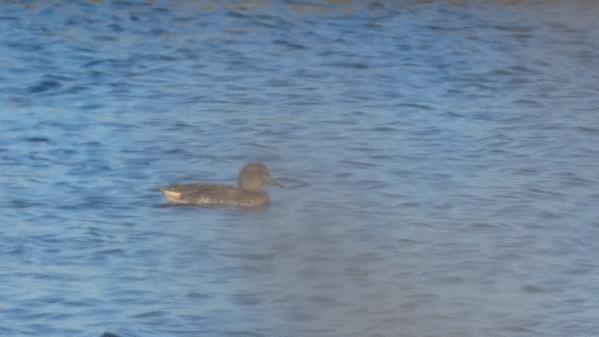 Green-winged Teal - ML645732259