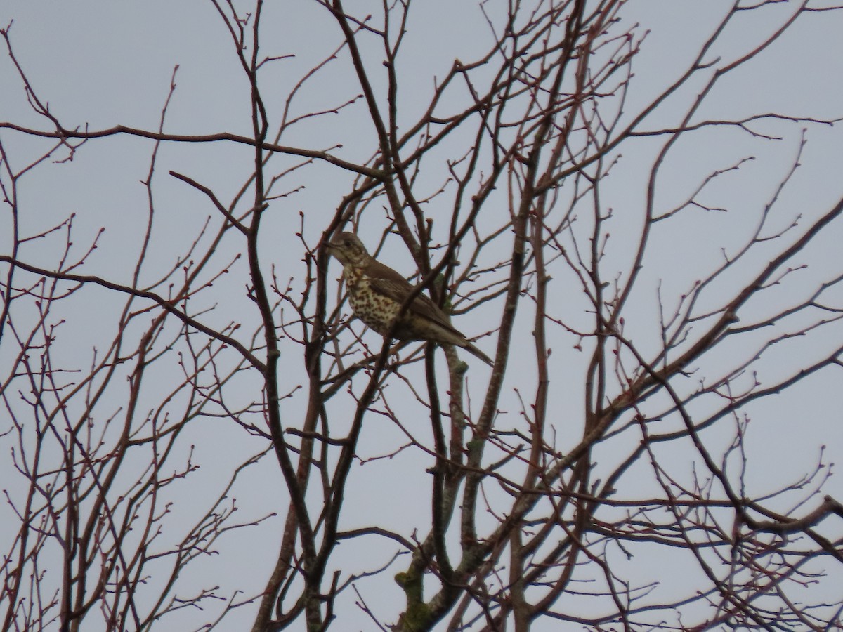 Mistle Thrush - ML645732261