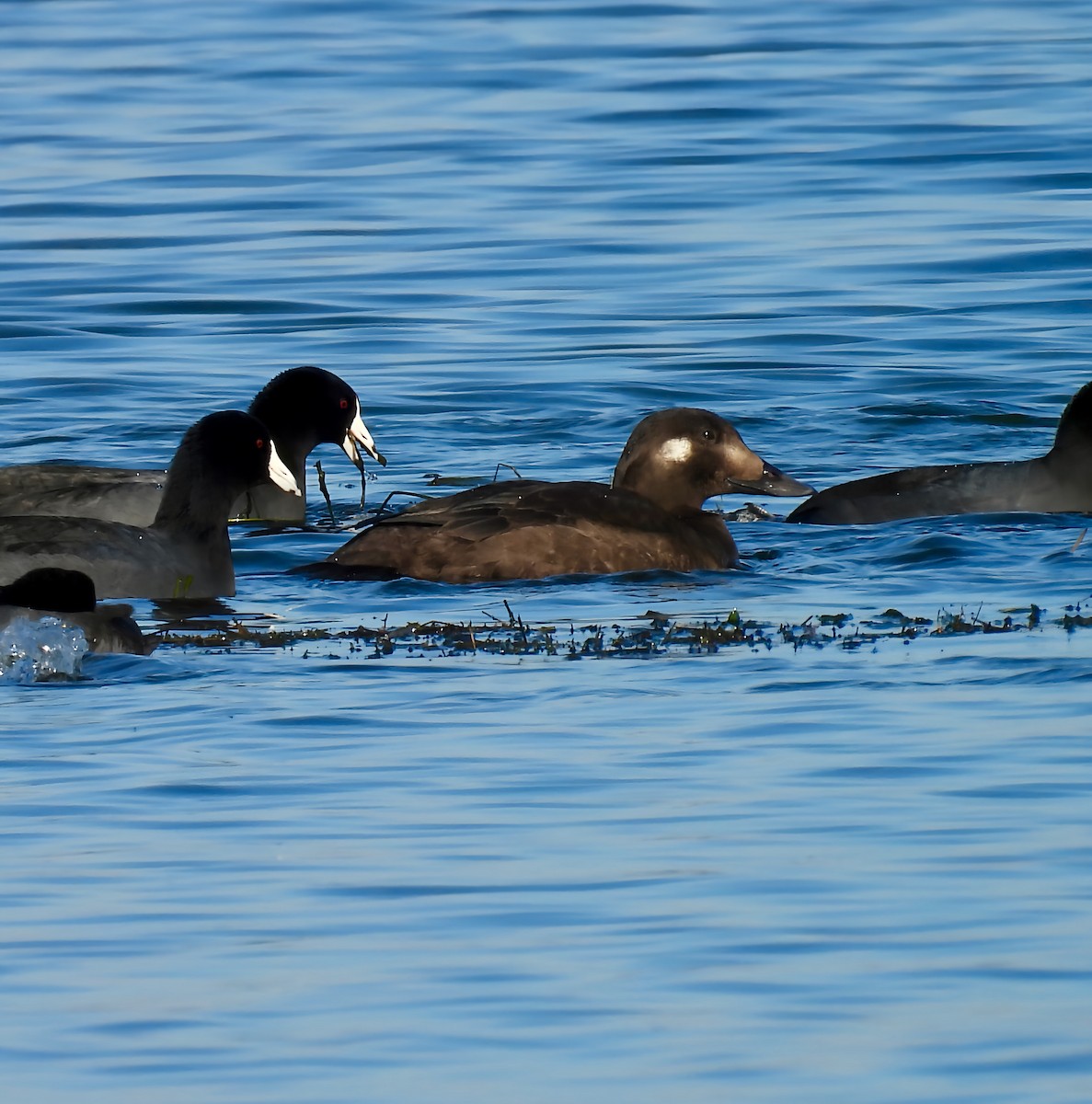 White-winged Scoter - ML645732263