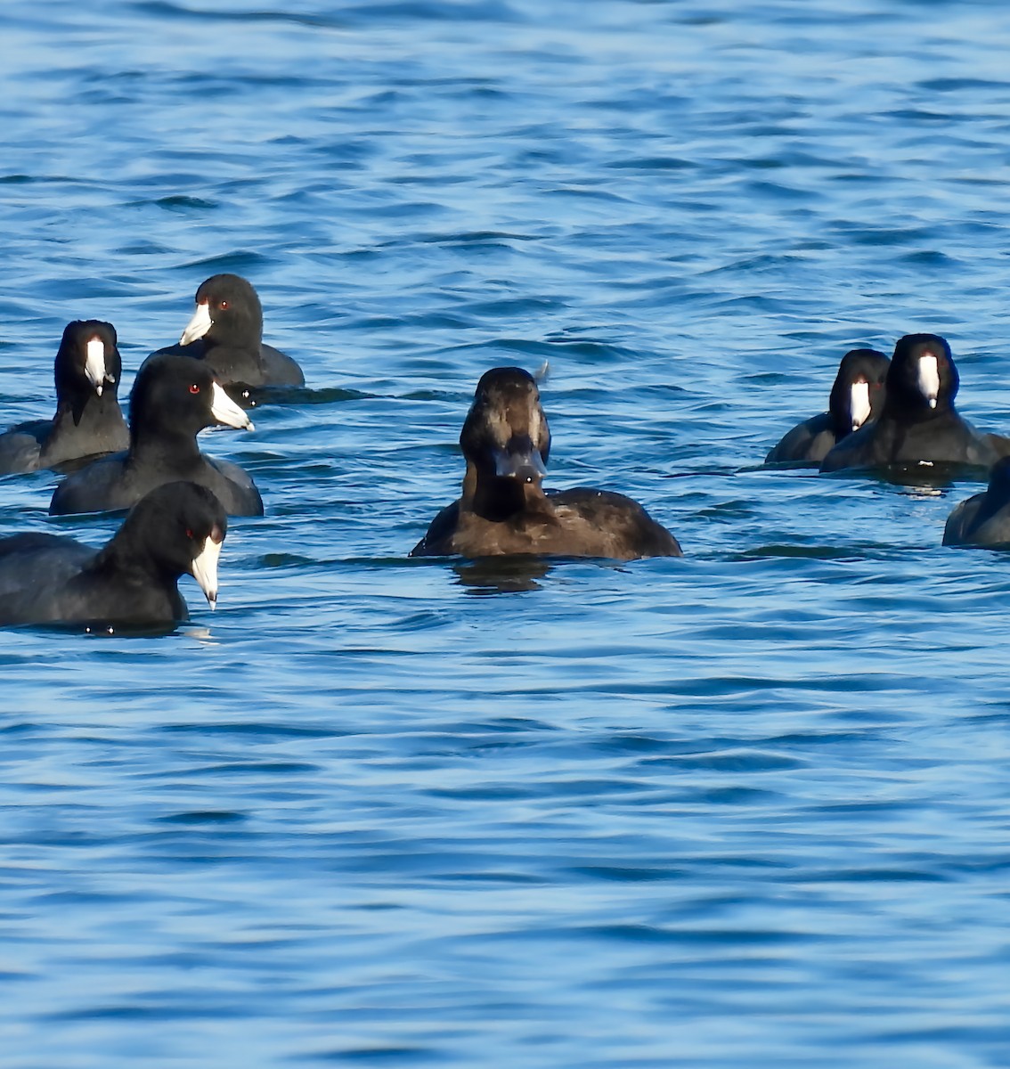 White-winged Scoter - ML645732264