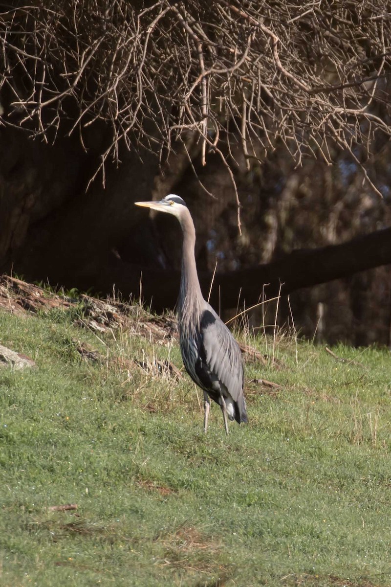 Great Blue Heron - ML645732270