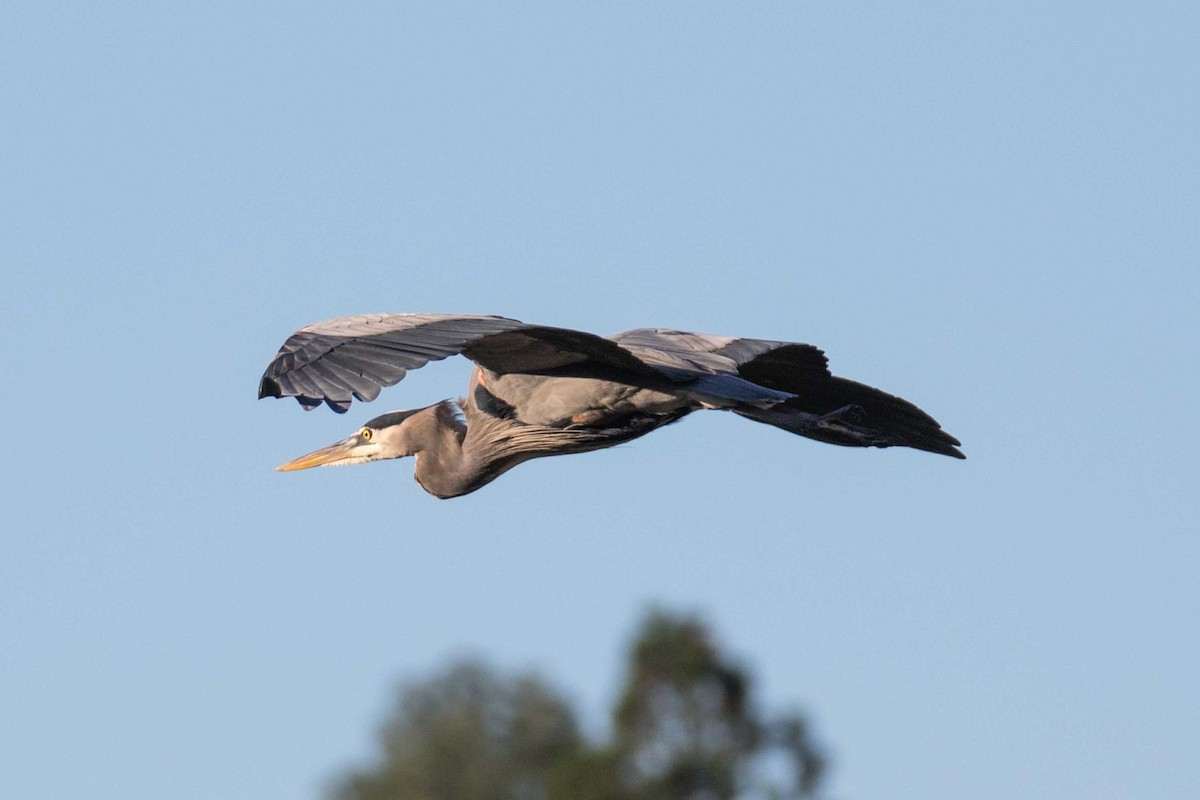 Great Blue Heron - ML645732272