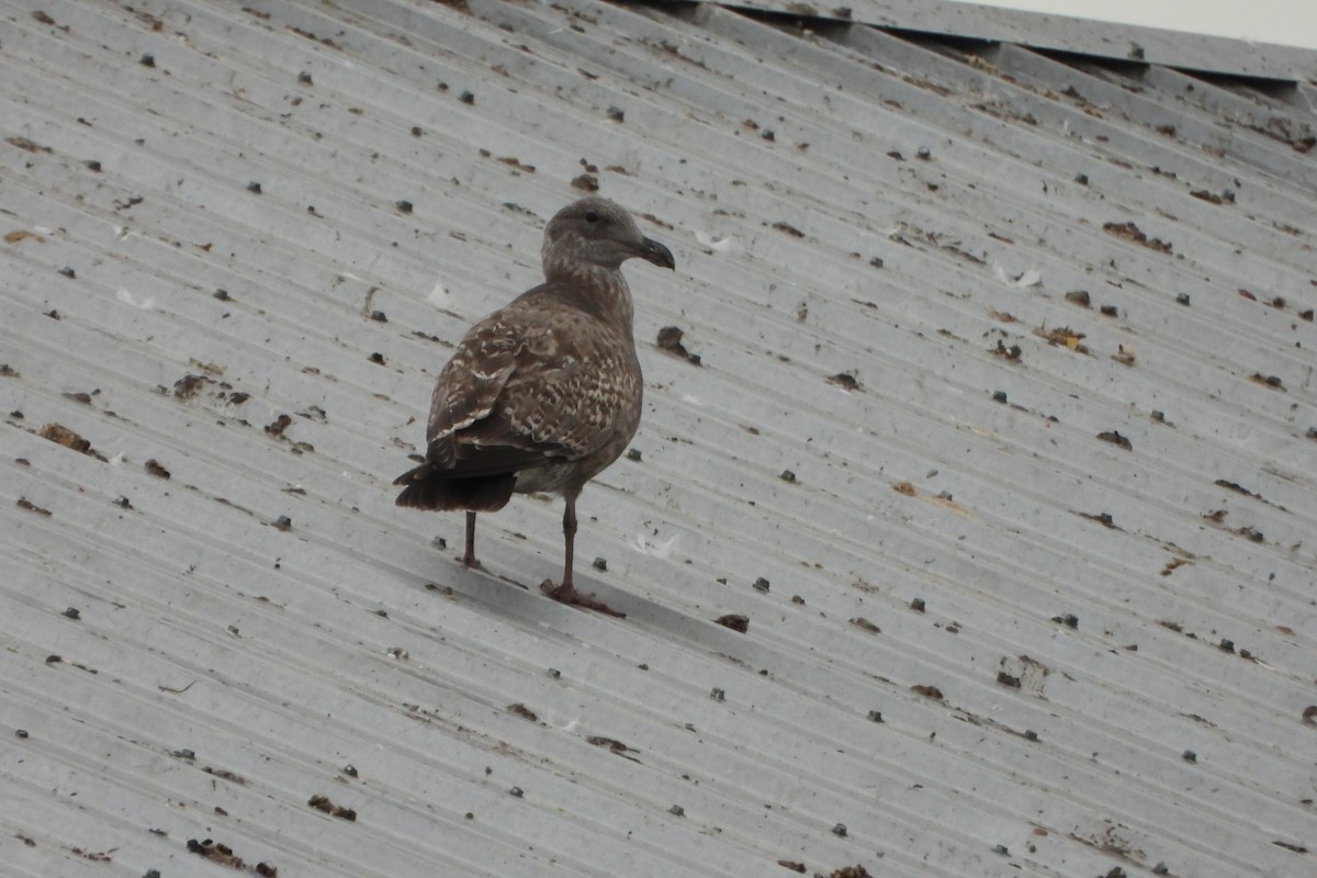 Western/Glaucous-winged Gull - ML645732273