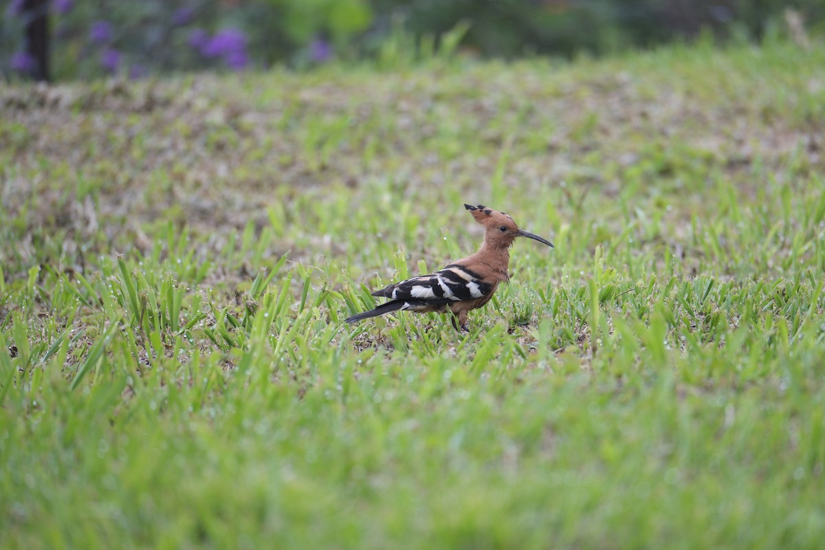 Common Hoopoe - ML645732275
