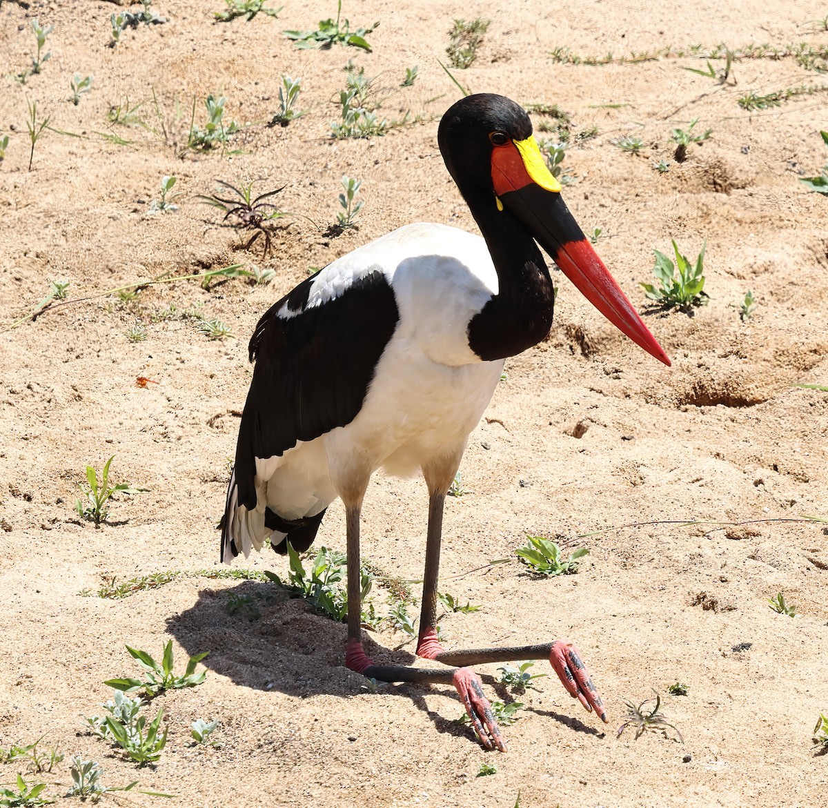 Saddle-billed Stork - ML645732276