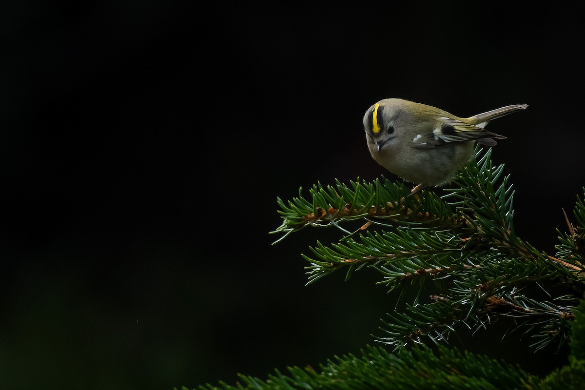 Goldcrest - ML645732278