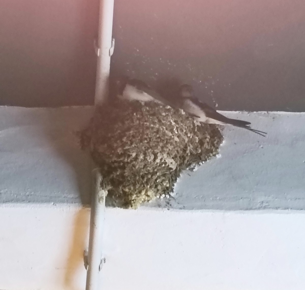 Barn Swallow - ML645732279