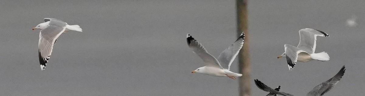 Caspian Gull - ML645732280