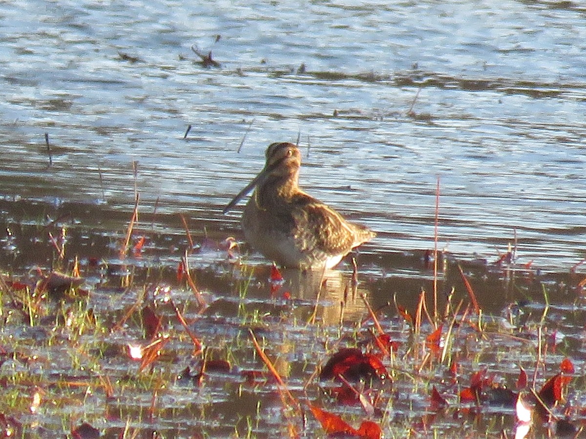 Wilson's Snipe - ML645732281