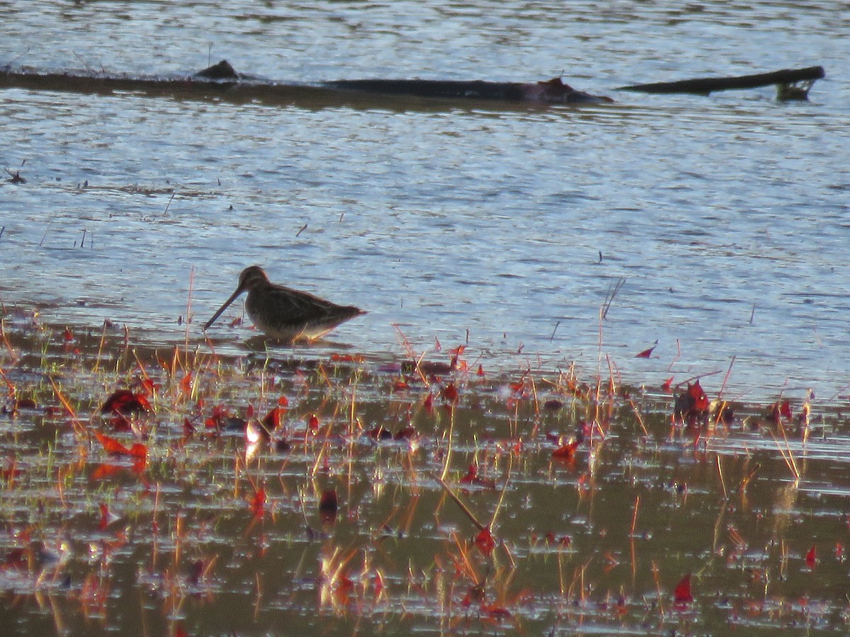 Wilson's Snipe - ML645732282
