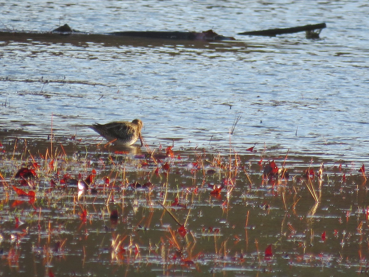 Wilson's Snipe - ML645732283