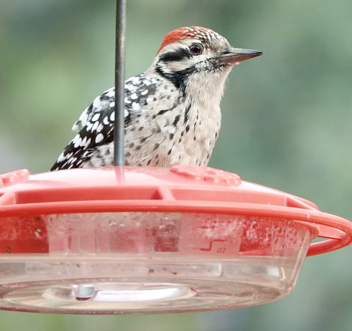 Ladder-backed Woodpecker - ML645732284