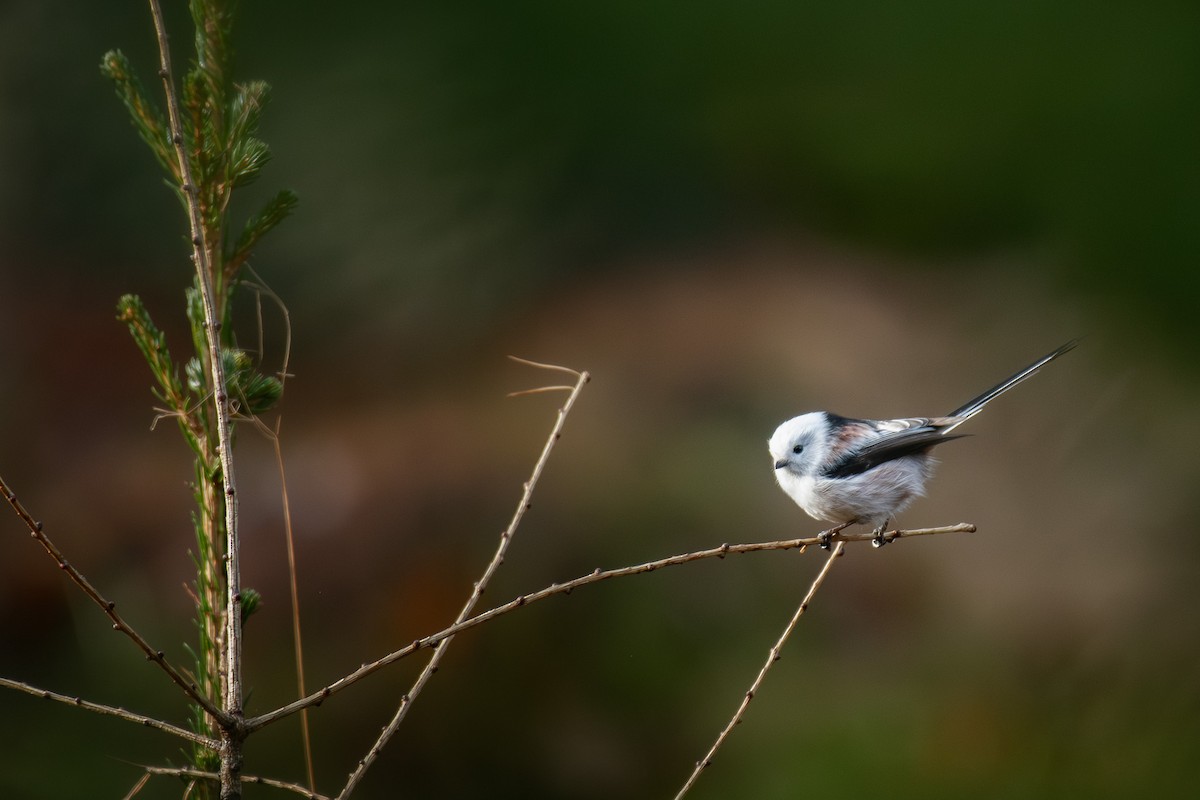Long-tailed Tit - ML645732286