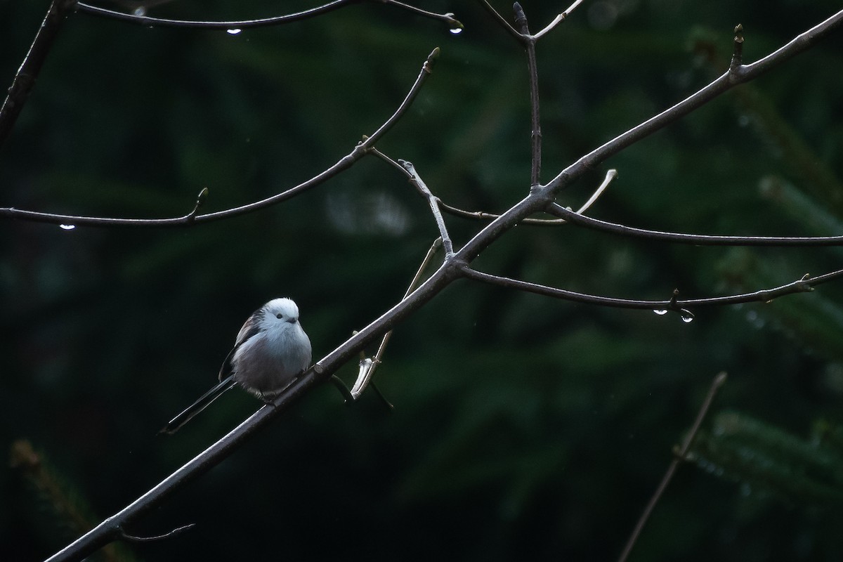Long-tailed Tit - ML645732288